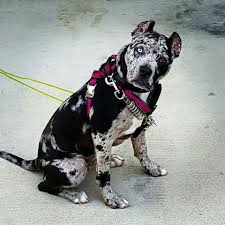 Tiger Stripe Black And Brown Pitbull Pin On Bully Breeds