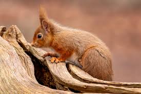 Image result for Brown Squirrel 2014 Peugeot