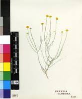 Image result for Pentzia