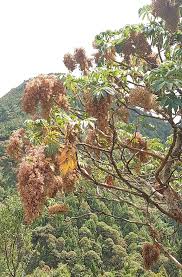 Image result for Hagenia abyssinica