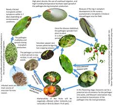 Image result for tomato seedling xanthomonas vesicatoria