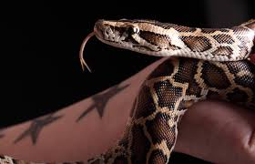 Ball Python Diet Lovetoknow