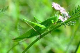 Check spelling or type a new query. Grasshopper Control How To Stop Grasshoppers From Eating My Plants