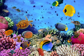 How is a memorial reef made? Ocean Reef Wallpapers Wallpaper Cave