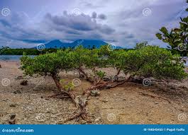 Image result for Pemphis