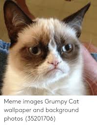 Cat memes ❥ tabby cat. 25 Best Memes About Cat Wallpaper Cat Wallpaper Memes