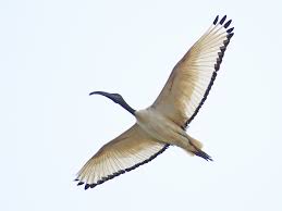 Check spelling or type a new query. åŸƒåŠè–ä´‰ Ebird