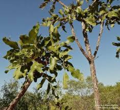 Image result for Oxyanthus latifolius