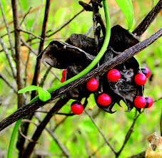 Image result for Abrus fruticulosus