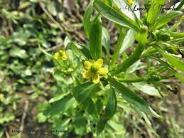 Cursed Buttercup Ranunculus Sceleratus Buttercup Ranunculus Cursing