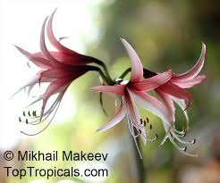 The most common amaryllis rose material is cotton. Tropiki Na Podokonnike
