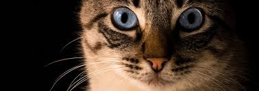 What does dvsc stand for? Helpful Links Animal Ophthalmology Clinic Animal Eye Specialists In Dallas Texas