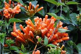 Image result for Pyrostegia