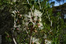 Image result for Melhania acuminata