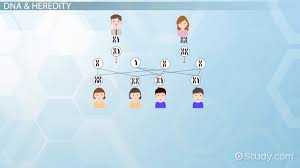Chromosomes are strings of genes. Difference Between Genes Alleles Biology Class 2021 Video Study Com