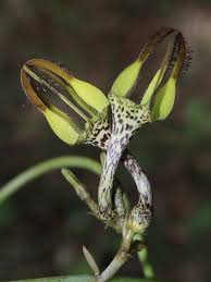 Image result for Ceropegia schultzei