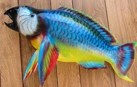 Beautiful Parrot Fish Parrot Fish Parrot Animals
