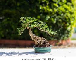 Image result for Premna