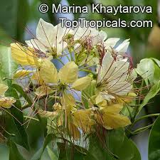 Image result for Crateva