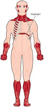 Together, the skeletal muscles work with your bones to give your body power and strength. Myotonic Dystrophy Dm Diseases Muscular Dystrophy Association