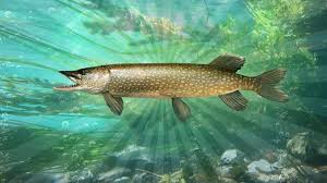 Tiger trout can be found in ponds, lakes and streams in the west and midwest of united states, that are inhabited by both brook trout and brown trout. Pike Master Achievement In The Fisherman Fishing Planet