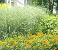 Image result for Miscanthus sinensis