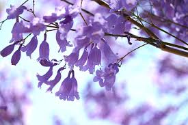 Purple flowering tree identification australia. Jacaranda Flowering Conditions How To Get A Jacaranda To Bloom