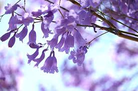 Maybe you would like to learn more about one of these? Jacaranda Flowering Conditions How To Get A Jacaranda To Bloom