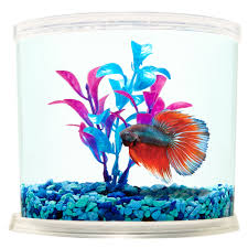 Click here to learn the minimum what size tank is best for your betta? Top Fin Betta Connection Betta Tank Fish Aquariums Petsmart