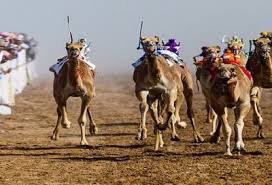 Camel racing has been a part of the uae's heritage for many decades. Camel Racing Dubai Camel Racing Dubai