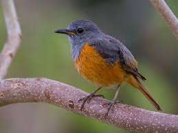 Image result for Subularia monticola