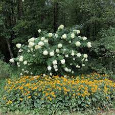 Big Impact Limelight Hydrangea Summer Temperature Flower Power