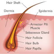 In general, hair has to be about ¼ long for wax to be able to grab onto it. Faq S Waxing Info