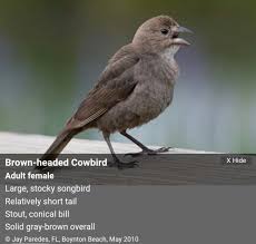 Brown Birds That Look Like Cardinals Female Brown Headed Cowbird About The Size Of A Cardinal Bird Watching Information About Birds Boynton Beach