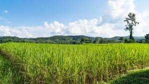 Pe'ah: The Corners of Our Fields | My ...