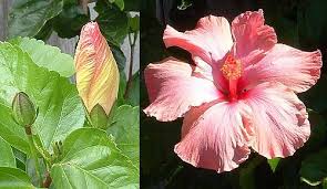 Image result for Hibiscus rhabdotospermus