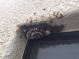 Bed bugs are an increasingly common household pest across arizona. Pest Control Termite Control Southwest Pest Solutions Tucson Az