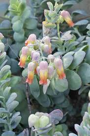 Image result for Kalanchoe lateritia