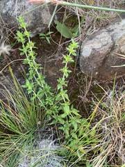 Image result for Anthospermum