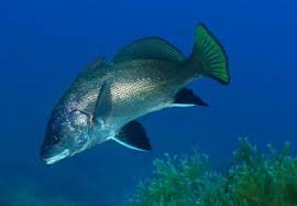 Corvina