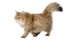 For the best experience, we recommend you upgrade to the latest version of chrome or safari. The British Longhair Information About The Cat Breed