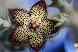Image result for Orbea paradoxa