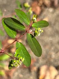 Image result for Euphorbia hypericifolia