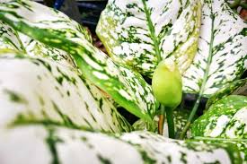 Image result for dieffenbachia flower