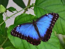 Las Mariposas Azules Que Puedes Encontrar En El Amazonas Mi Viaje