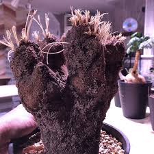 Image result for Xerophyta trichophylla