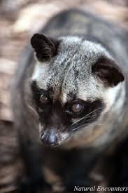 Funkysafari Animal Photography Asian Palm Civet Animals Beautiful