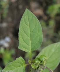 Image result for Solanum villosum