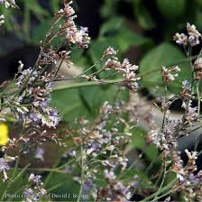 Image result for Limonium