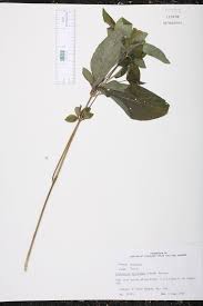 Image result for Dicliptera carvalhoi